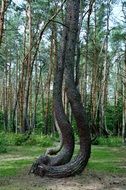 crooked forest summer scene