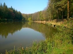 lake among the forest on a sunny day