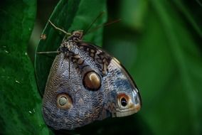 Caligo Atreus Dionysos Butterfly On The Leaves