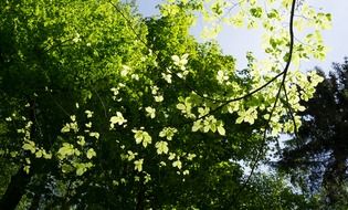 Tree with the green leaves in the forest