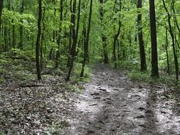 Green path and woods in the forest