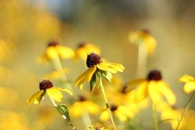 Blossoming yellow echinacea flowers at blurred background