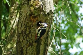 great spotted woodpecker in the hollow