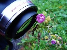 pink flower and camera