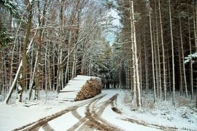 path in the snowy forest in bavaria