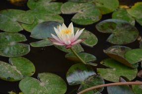 blooming lotus flower
