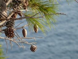 pine with cones over the ocean