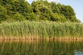 reeds on lake bank