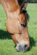 the horse nibbles in the meadow