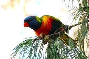 colorful ara parrot on pine tree, australia