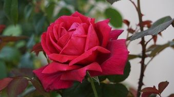 closeup photo of beauty gentle charming pink rose