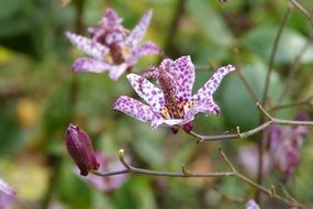 tricyrtis hirta-family lily