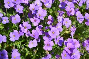 purple violets under the warm summer sun