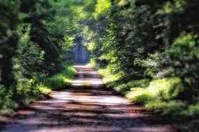 Forest road among green trees