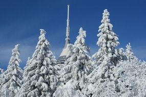 beautiful landscape of snow-covered trees in Czech Republic