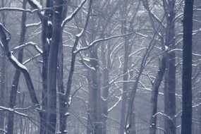 landscape of winter forest in the mist