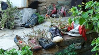 Plants in the shoes