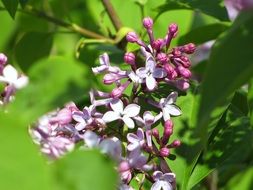 lilac small flowers blossoming in the garden