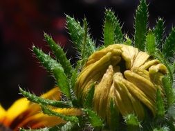 flower bud in summer