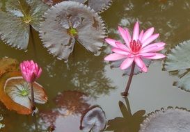 two pink water lilies