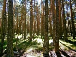 pine trees in the forest