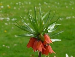 imperial crown, fritillaria imperialis blossoms close up