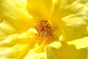 bright yellow flower in the sun close up