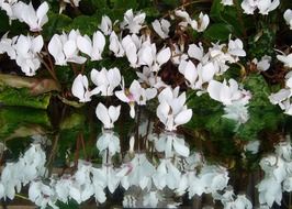 White flowers Cyclamen in the garden