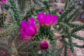 blooming cactus with pink flowers