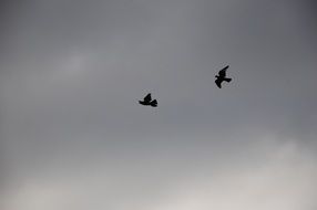 dove couple flying in dramatic sky