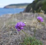 purple flowers on a background of mountains and the sea on the island of Bornholm