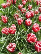 red and white tulips on display
