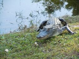 dangerous alligator by the river