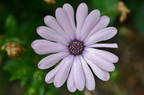 natural flower in the summer