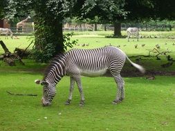 striped zebra grazing in a paddock in wildlife park