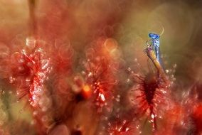 sundew close up