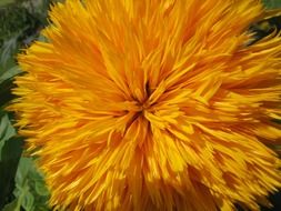 yellow fluffy flower close-up