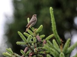 Bird on the green tree