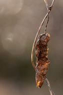 sluggish dark autumn leaf close up