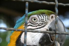 close-up picture of colorful parrot in a cage