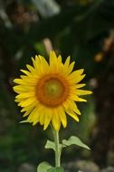 one open sunflower at blurred background