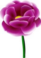 peony flower drawing