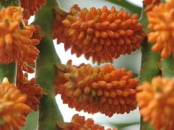 plant with orange flowers