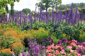 colorful blooms in the park
