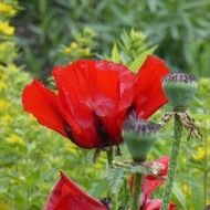 large red poppy bud