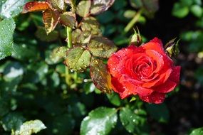 wet rose bush