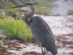 great blue heron in wild, usa, texas, padre island