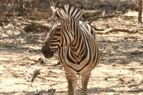 Picture of the zebra in the wildlife