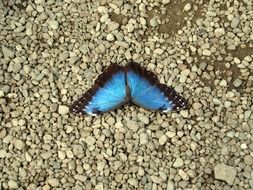 blue butterfly on the ground