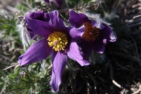 purple flower blooming close-up